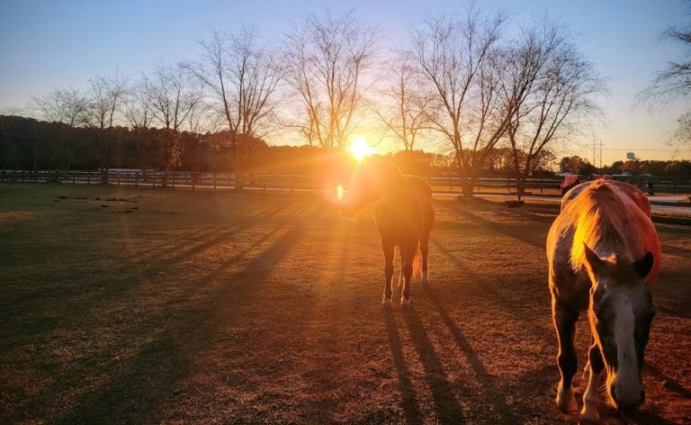 Horses on the Farm in the Sunset - Contact us to meet them!