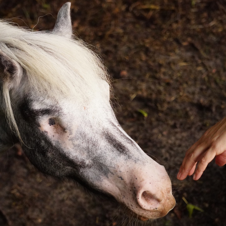 horse closeup