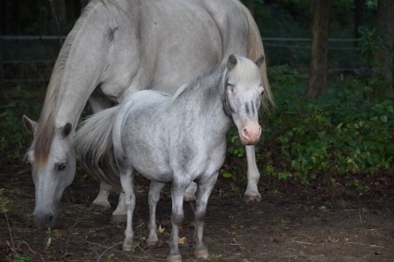 Horses