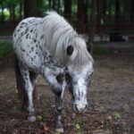 Horse in field