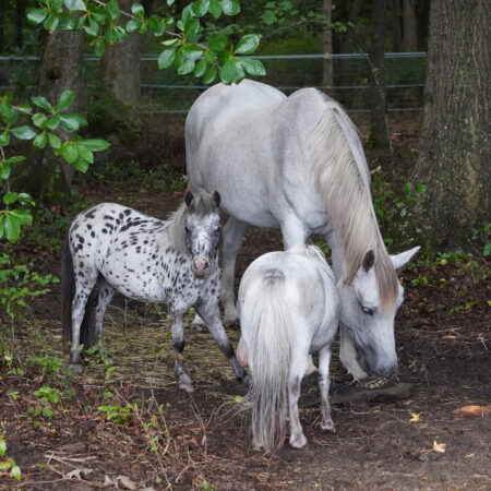 horses