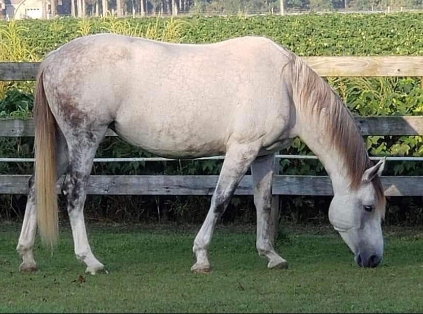 Octavia, a horse partner for EAS
